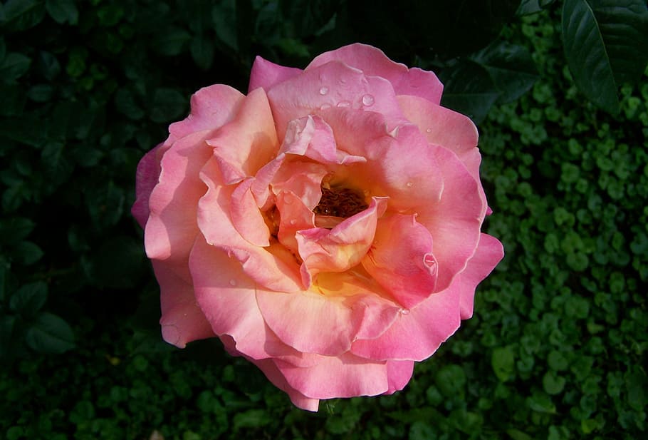 Rose, Pink, Garden, flower, pink color, petal, nature, rose - flower HD wallpaper