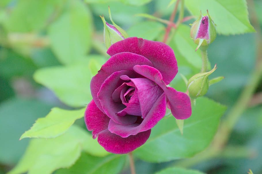 Rose, Green, Purple, Single, flower, nature, petal, fragility HD wallpaper