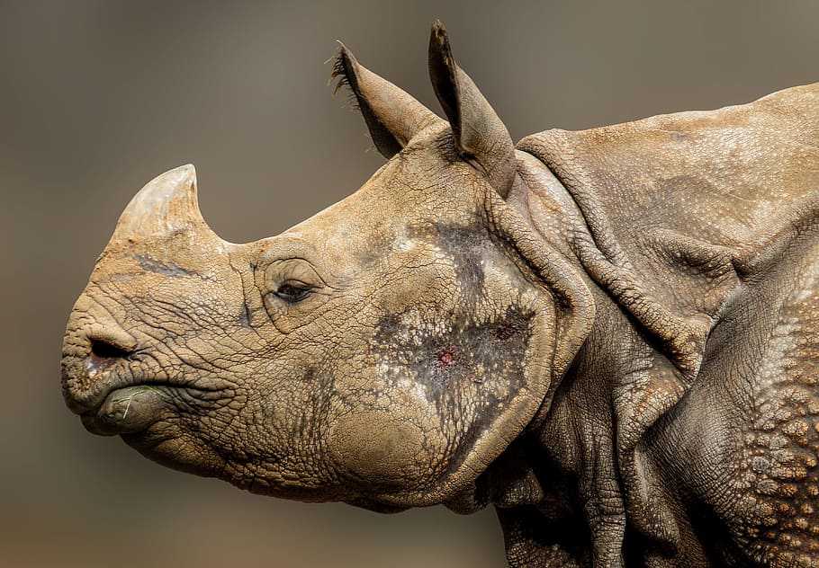 Wildlife photo of beige rhino, horn, pachyderm, zoo, big game