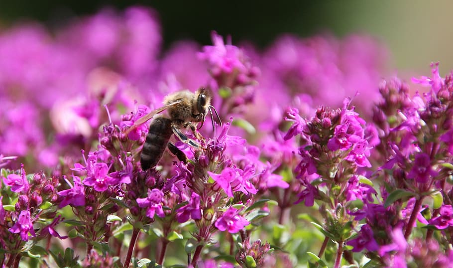 bee, insect, close, flowering plant, animal themes, animals in the wild HD wallpaper