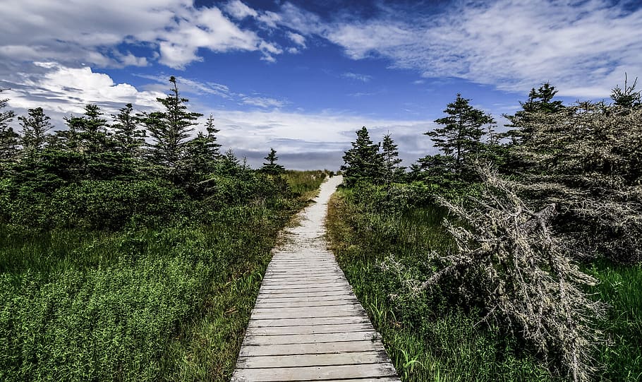 forest, landscape, trees, nature, path, green, plant, direction HD wallpaper