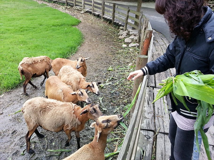 outing, ranch, feeding sheep, mammal, domestic animals, group of animals HD wallpaper