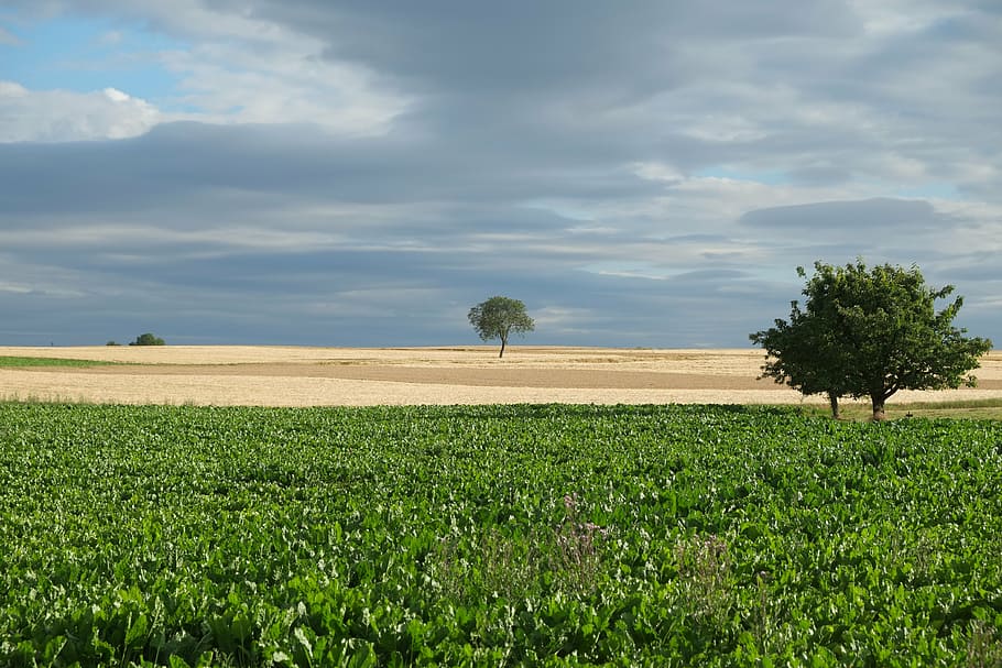 trees, summer, nature, sky, leaves, landscape, field, seasons HD wallpaper