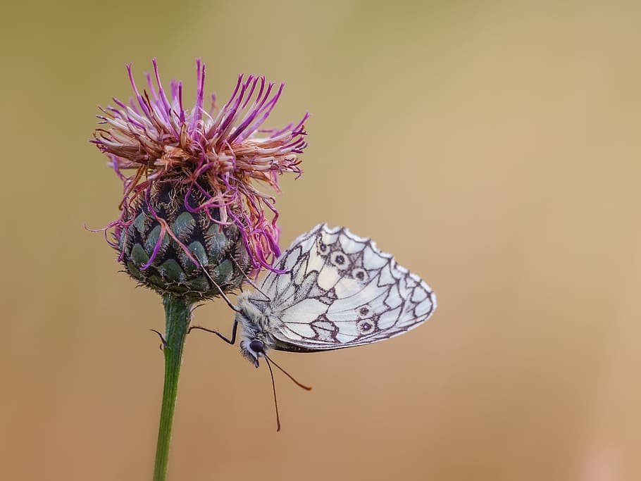 marbled white butterfly perched on flower close-up photo, chess board HD wallpaper