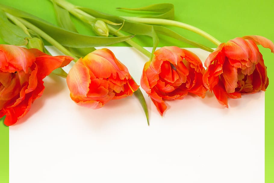 four red flowers, tulips, spring, text box, nature, schnittblume HD wallpaper