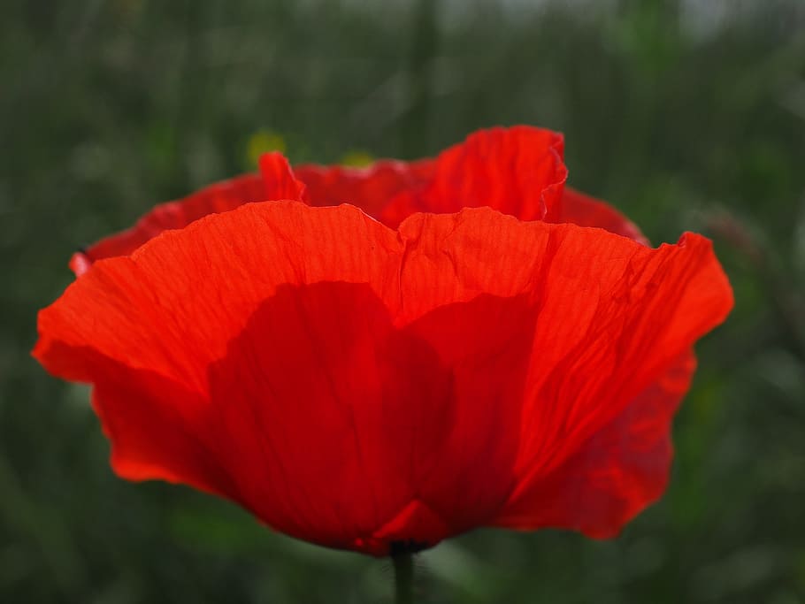 closeup photgraphy of red poppy, klatschmohn, poppy flower, blossom