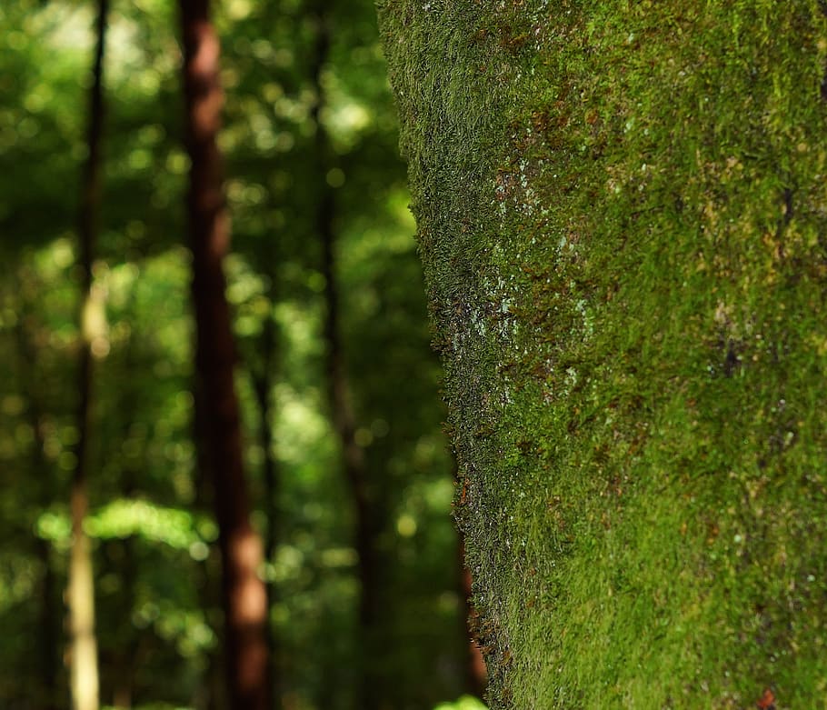 tree, foam, trunk, lichen, forest, green, wood, nature, plant HD wallpaper