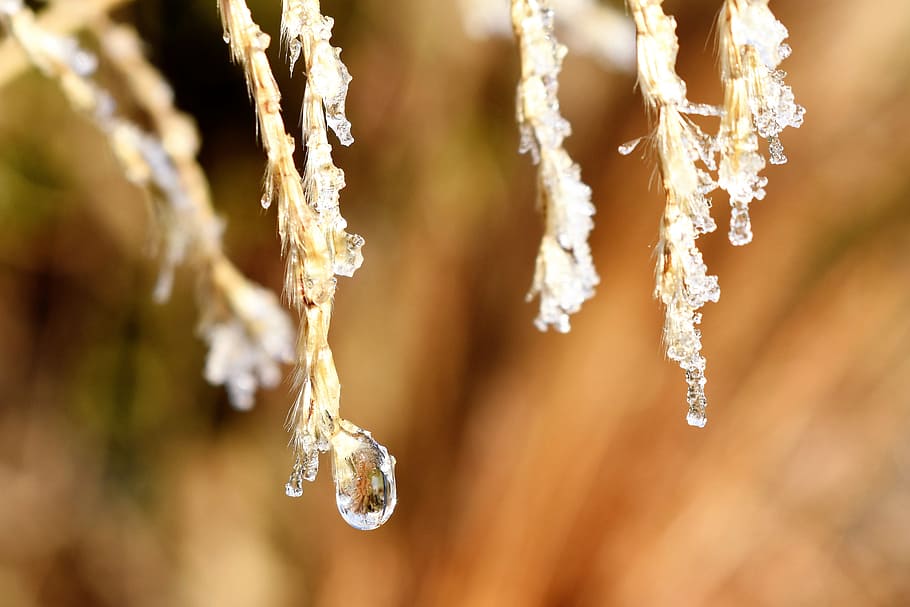 drip, dew, dewdrop, leaf, grass, drop of water, autumn, morgentau HD wallpaper