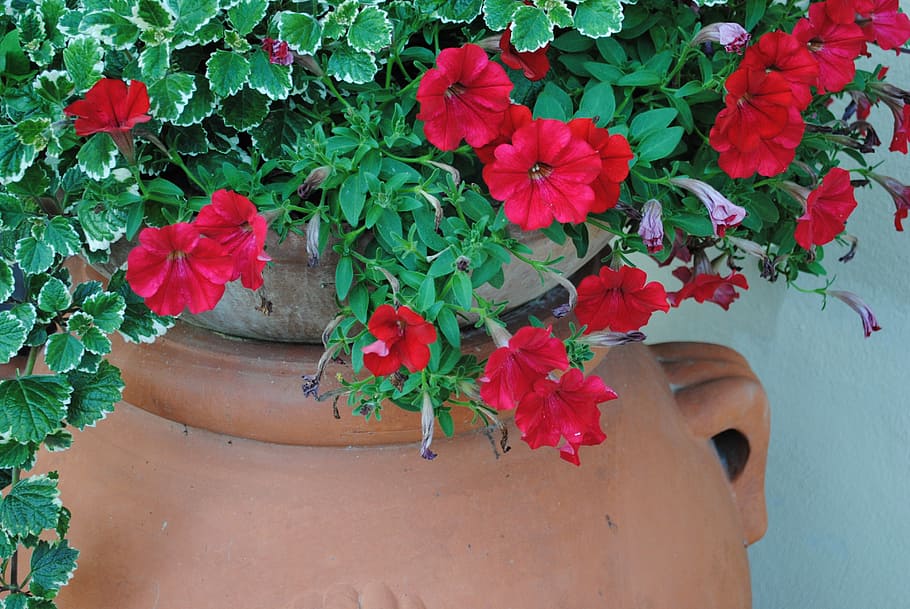 potty, flowers, have, plant, growth, flowering plant, plant part HD wallpaper