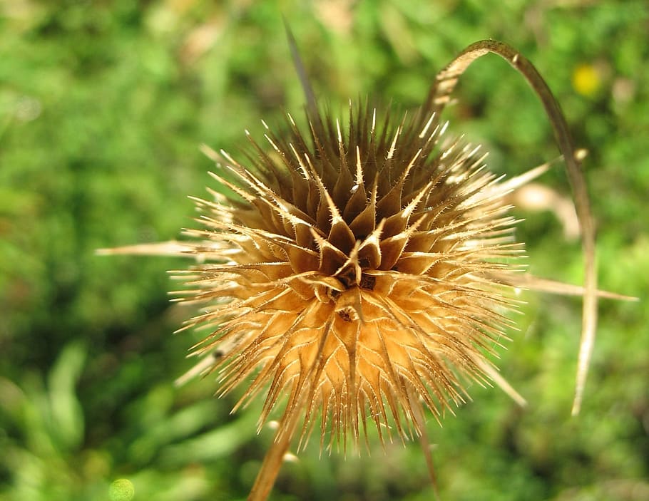 thistle, prickly, plant, close, nature prickly, wild plant HD wallpaper