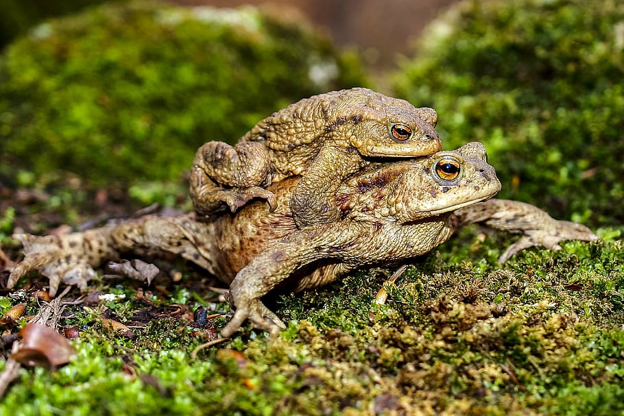 common toad, amphibians, nature, animal, animal themes, one animal HD wallpaper