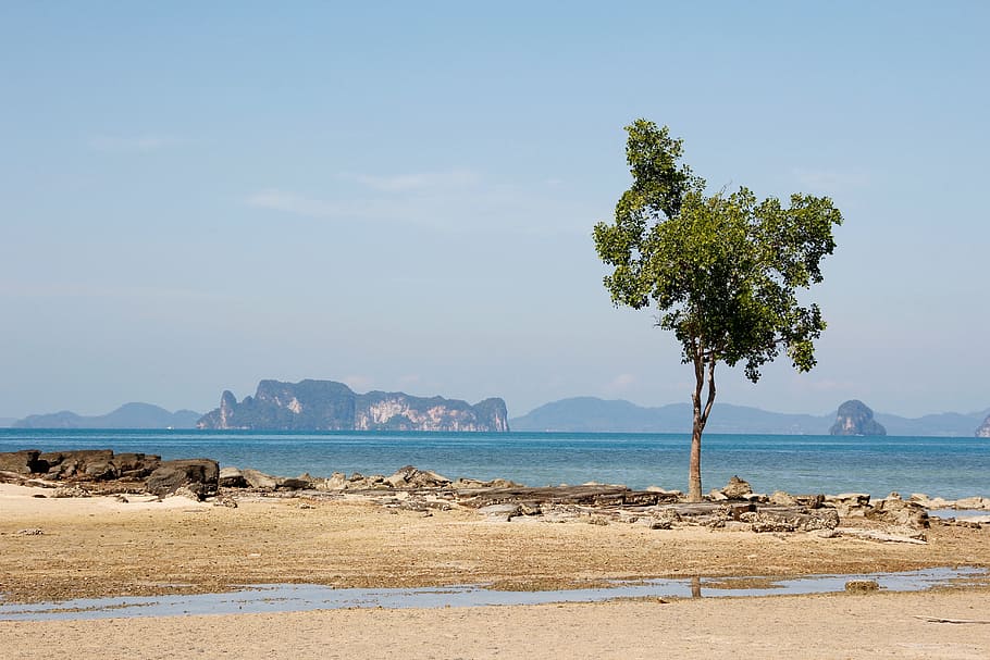 beach, tree, sea, ocean, resort, nature, water, bank, sea level HD wallpaper