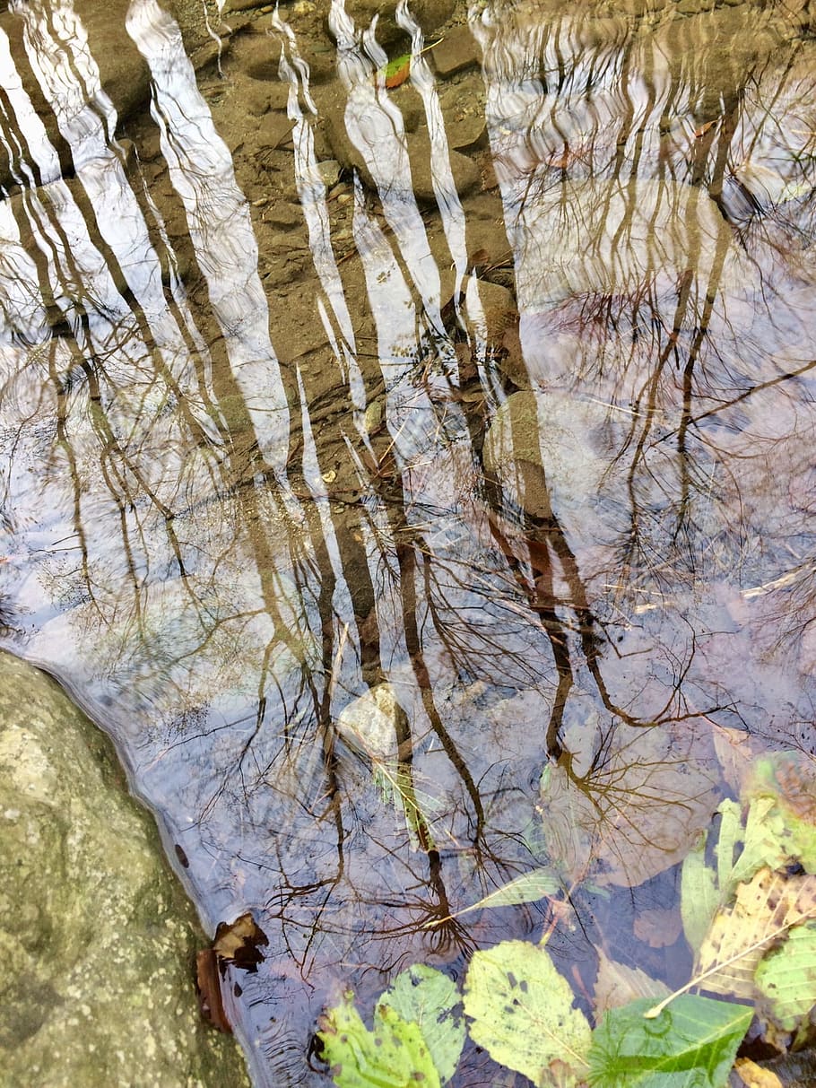 reflection, autumn, puddle, nature, water, no people, tree HD wallpaper