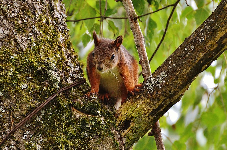 squirrel, nager, cute, nature, rodent, climb, garden, eat, brown HD wallpaper