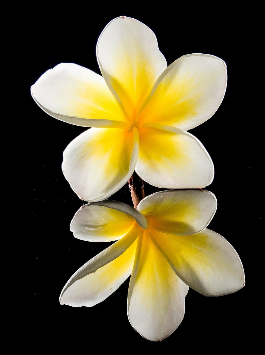 blossom, bloom, flower, white, yellow, frangipani, plumeria, HD wallpaper