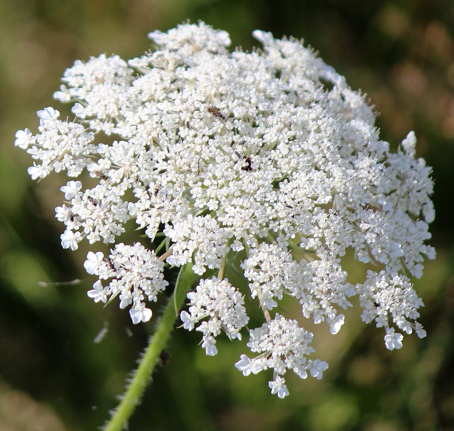 chervil, umbelliferae, stalk, flower, flowering plant, fragility HD wallpaper