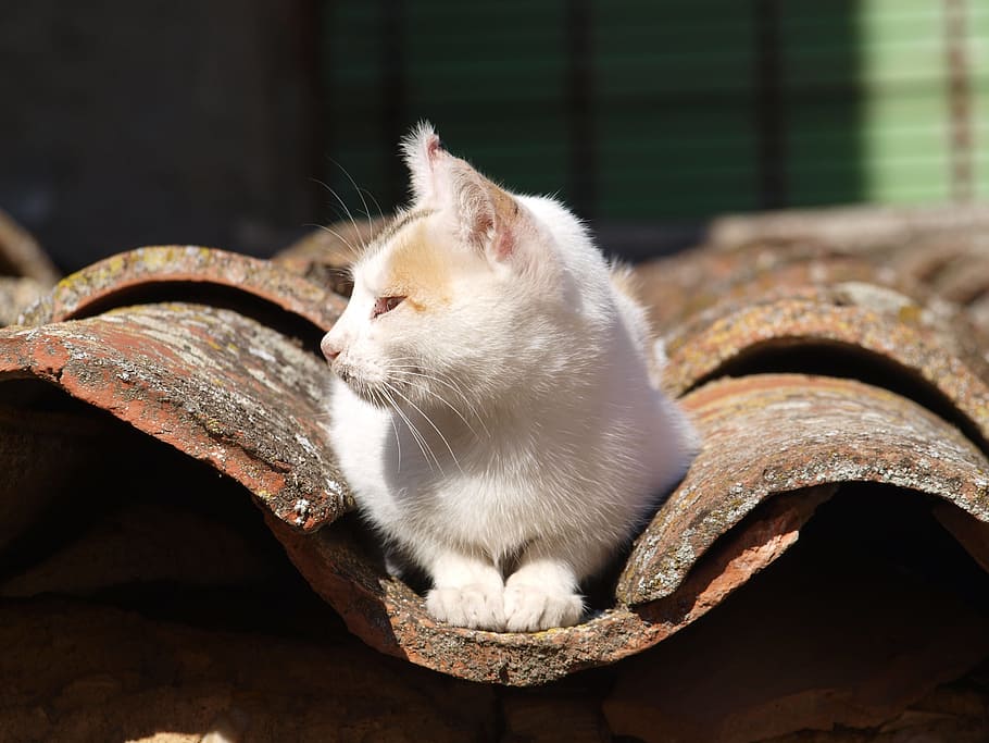 cat, about, roof, domestic, pets, domestic cat, domestic animals HD wallpaper