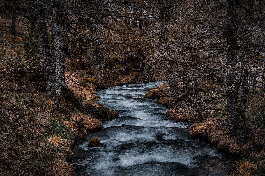 river surrounded by tree, landscape photography of river near bare trees HD wallpaper