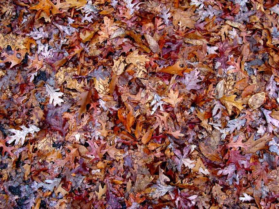 leaves, forest, nature, fall, outdoor, texture, bed of leaves HD wallpaper