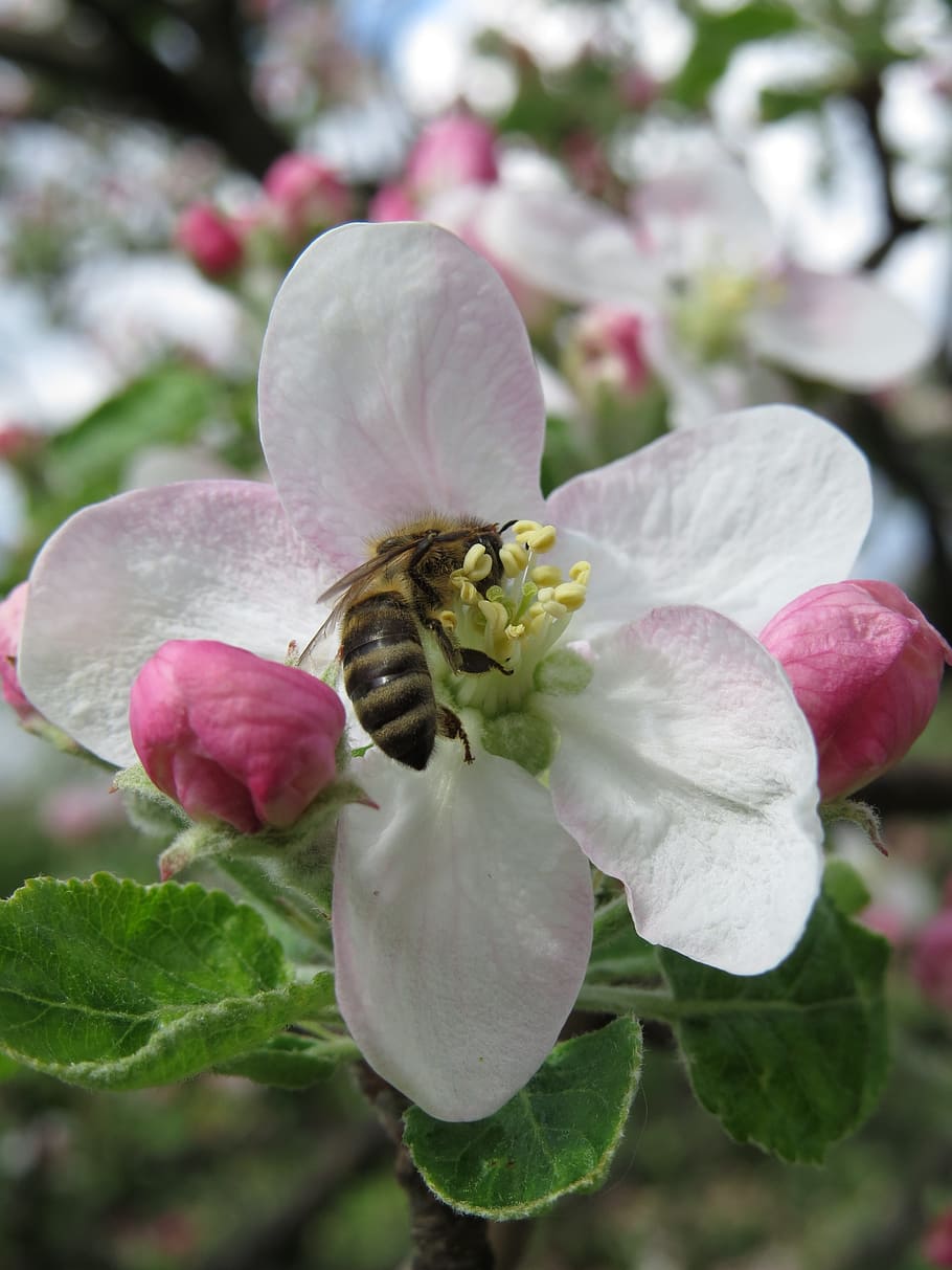 bee, apple flower, nature, flora, tree, flowering plant, beauty in nature HD wallpaper