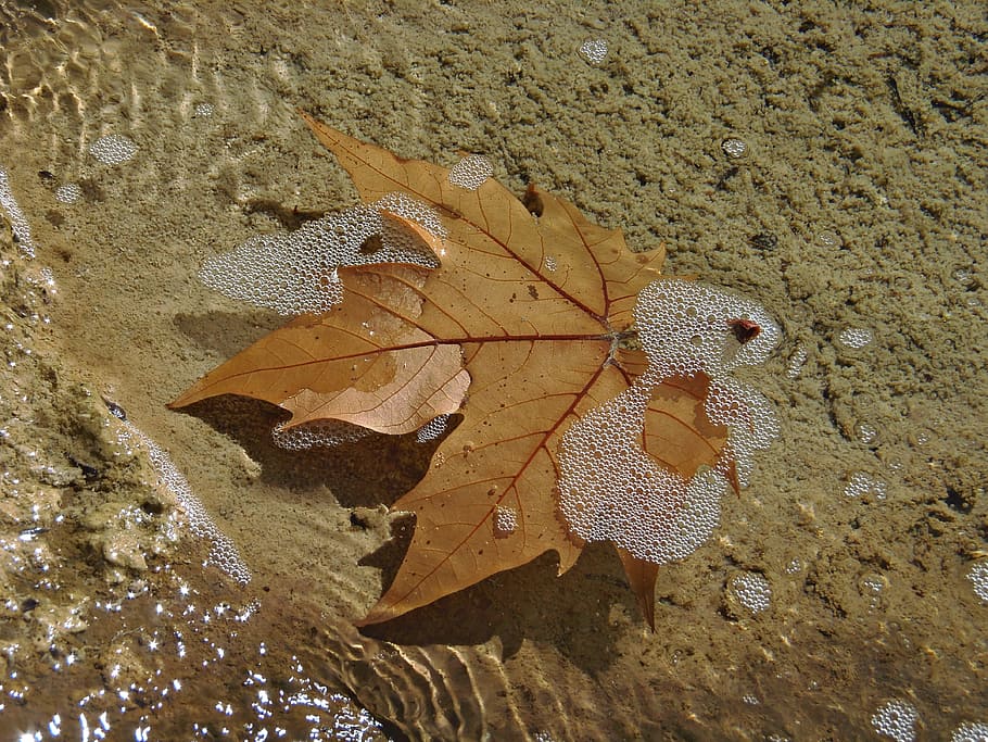 Leaf, Water, Bubbles, Sunset, leaf floating, water reflection HD wallpaper
