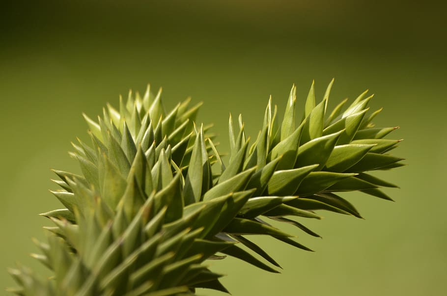 Nature, Tree, Macro, green color, growth, no people, close-up HD wallpaper