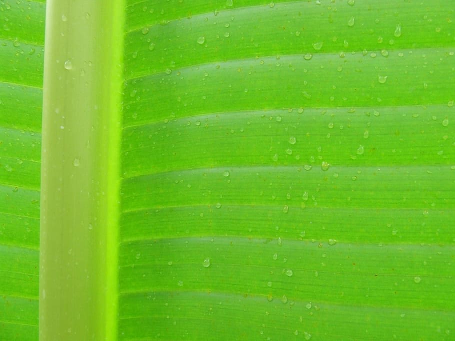 leaf, background, texture, macro, drops plant leaves, water HD wallpaper