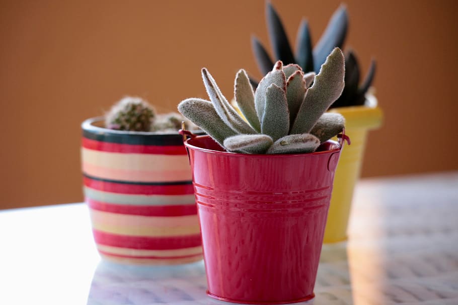 closeup photo of succulent plants, cactus, spring, summer, garden HD wallpaper