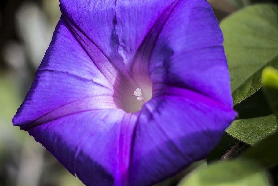 flower, blue, nature, spring, white, green, natural, floral HD wallpaper