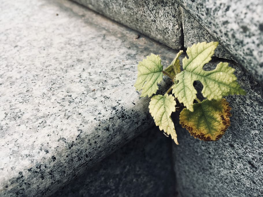 leaf, nature, background, texture, plant, struggle, plant part HD wallpaper