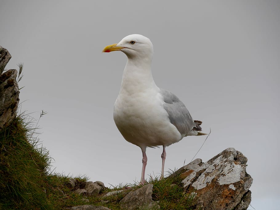 seagulls, wales, sky, mountains, outdoors, bird, one animal HD wallpaper