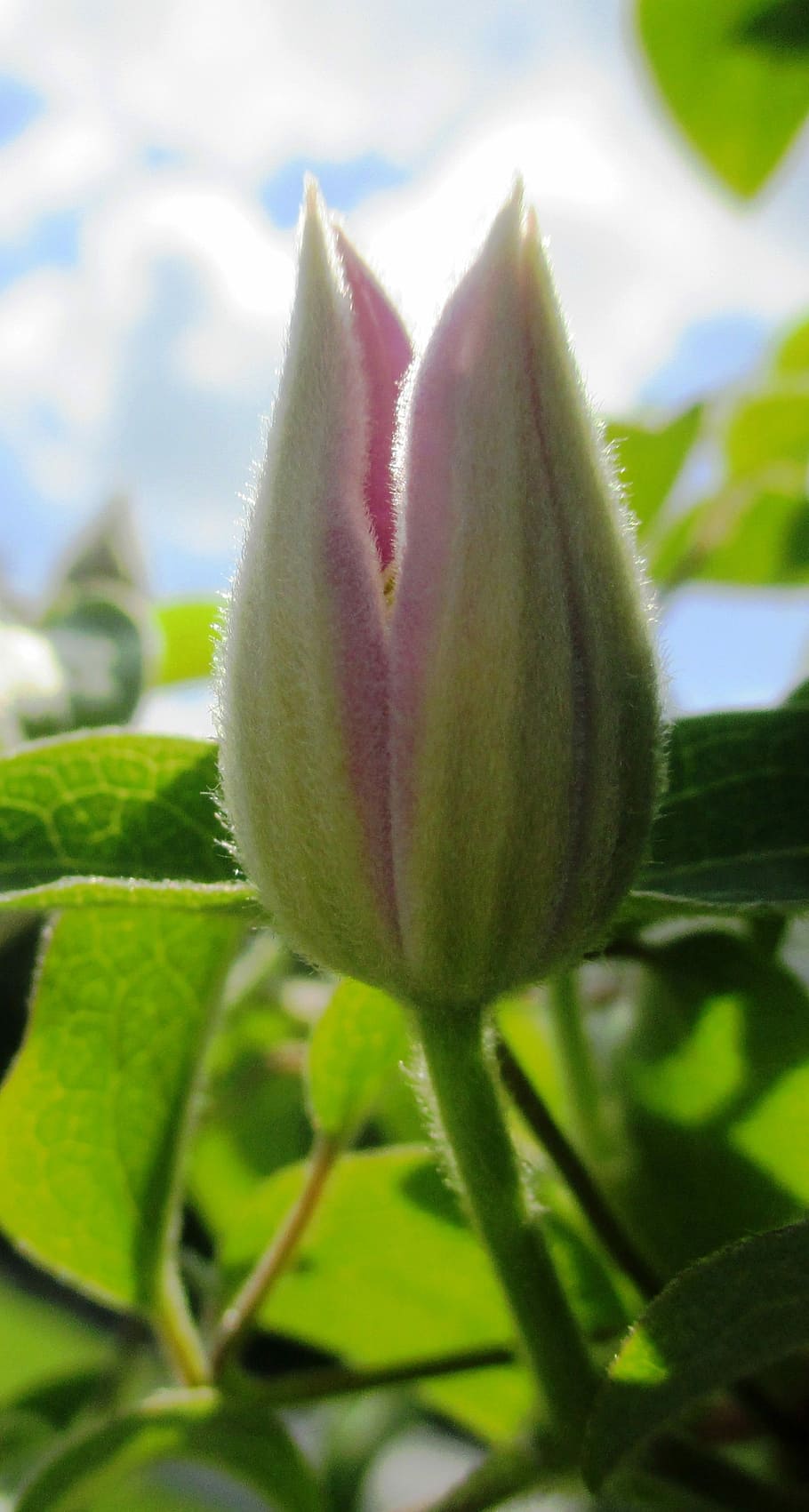 Clematis, Climber, Purple, bud, beautiful, flower, nature, growth HD wallpaper