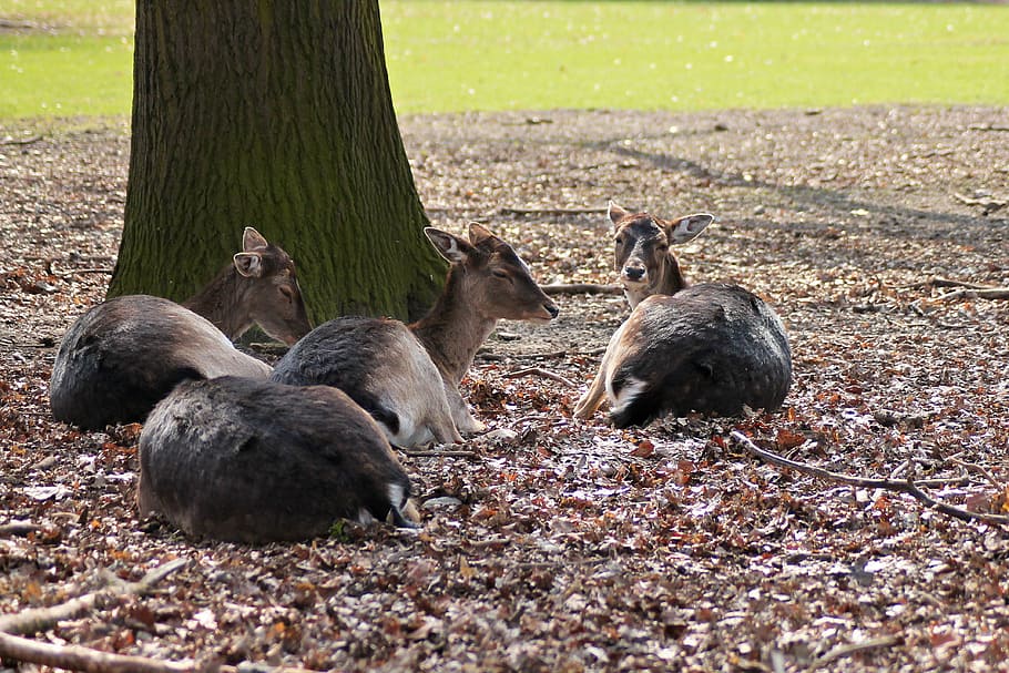 Roe Deer, Deer, Forest, Nature, Fallow Deer, animals in the wild HD wallpaper