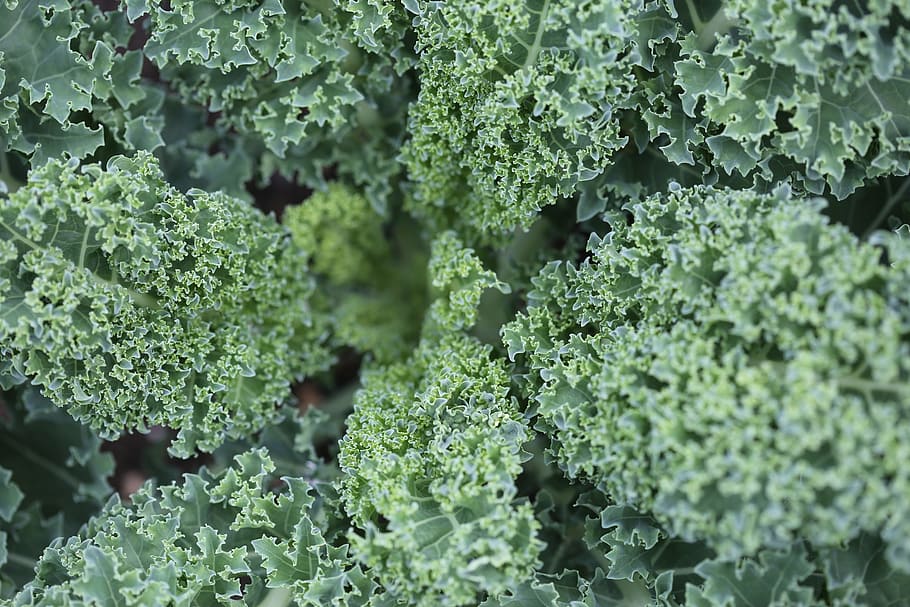 green plants, Cabbage, Vegetables, Leaves, Green, Green, Food HD wallpaper