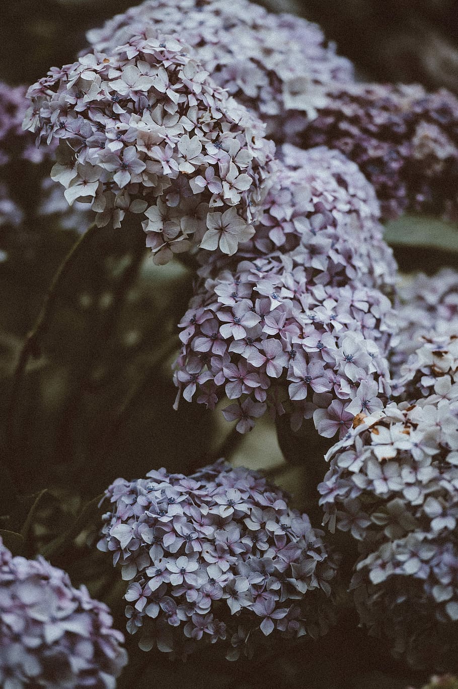 white flowers, petal, hydrangea, plant, lilac, growth, flowering plant HD wallpaper