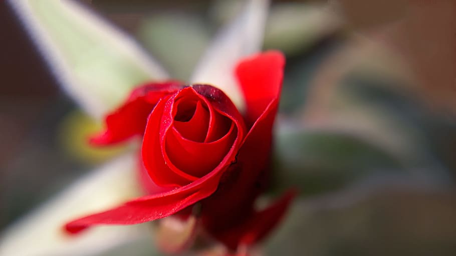 flower, rose, nature, flora, petal, blooming, love, gift, romance HD wallpaper
