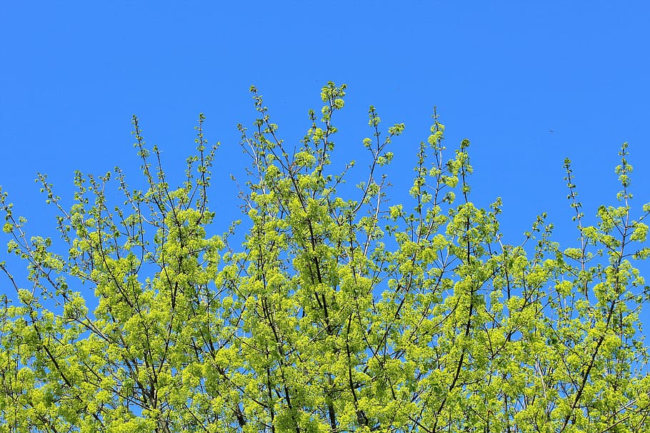 spring, green, tree, nature, plant, season, foliage, sky, blue HD wallpaper