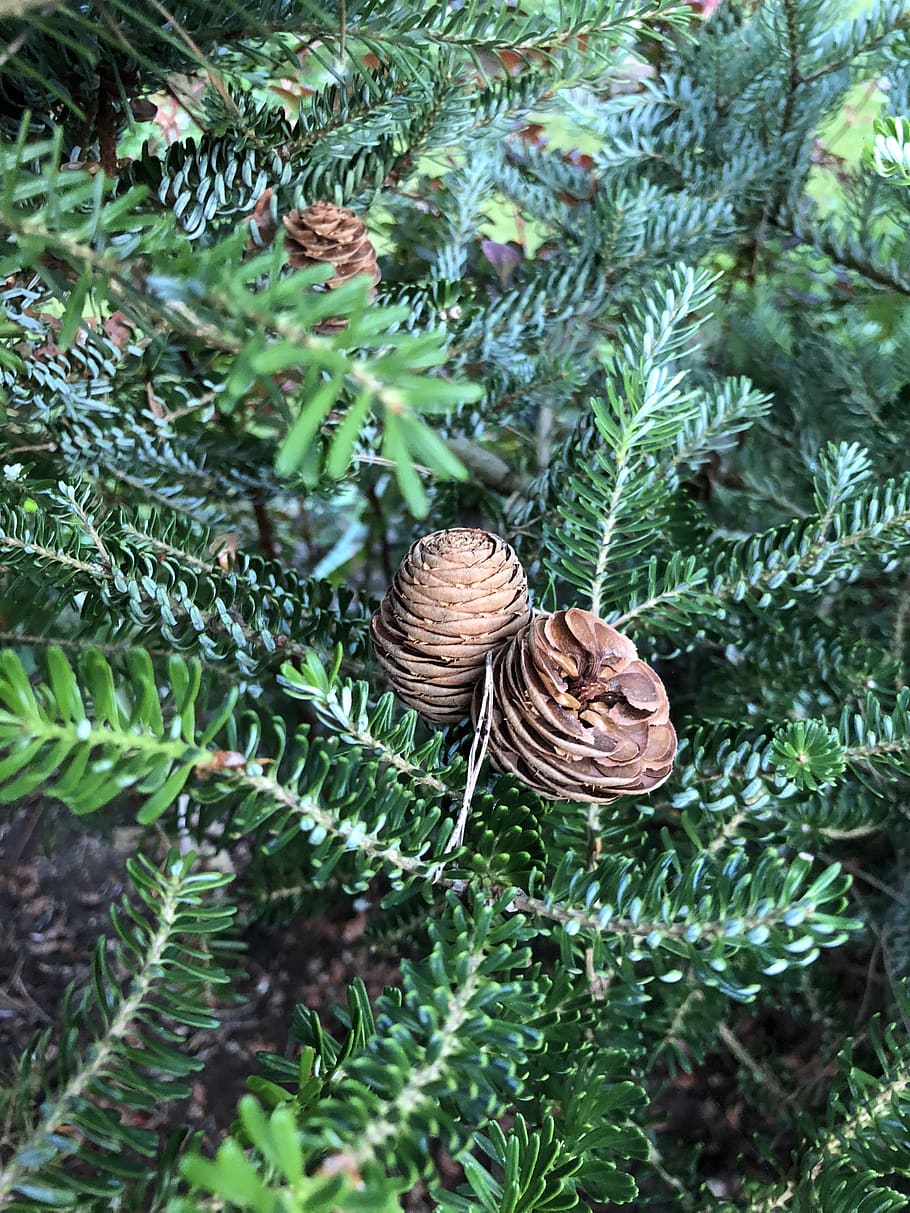 pine cone, spruce, tree, nature, forests, evergreen, needle HD wallpaper