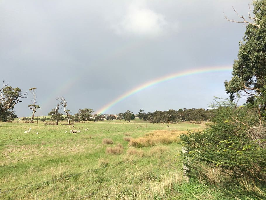 Rainbow, Sheep, Field, Countryside, scenery, grazing, environment HD wallpaper