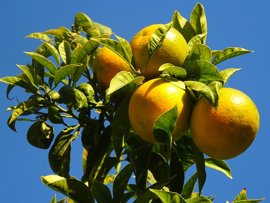 oranges, naranjo, trees, garden, autumn, citrus, fruit, healthy eating HD wallpaper