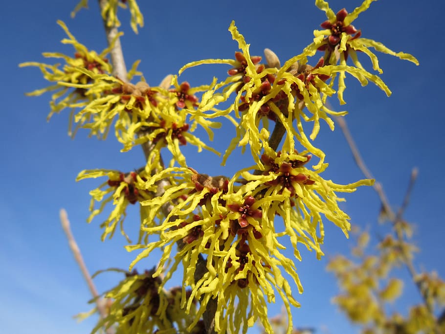 Spring, Blossom, Bloom, Yellow, Branch, flowering twig, sky HD wallpaper