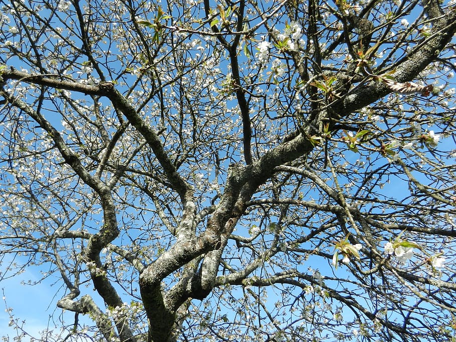 cherry, tree, flowers, low angle view, branch, plant, sky, day HD wallpaper