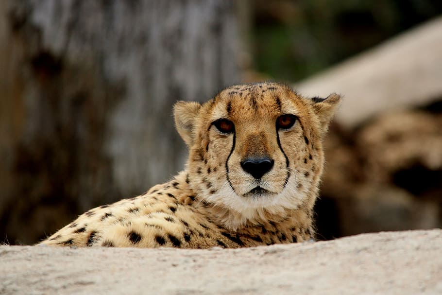 Cheetah lying on white concrete floor, cat, wildlife, predator HD wallpaper