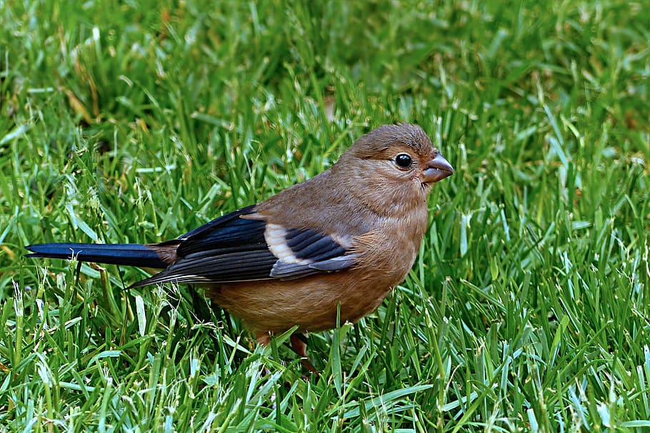 Bird, Bullfinch, Pyrrhula, Female, young, foraging, garden