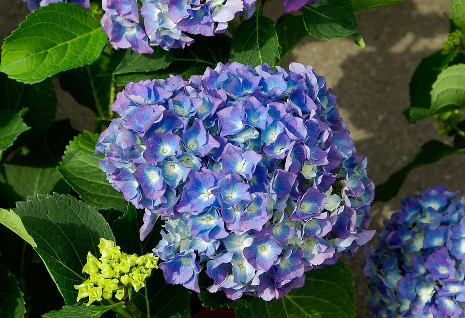 hydrangea, flowers, petals, blue, violet, flowering plant, vulnerability HD wallpaper