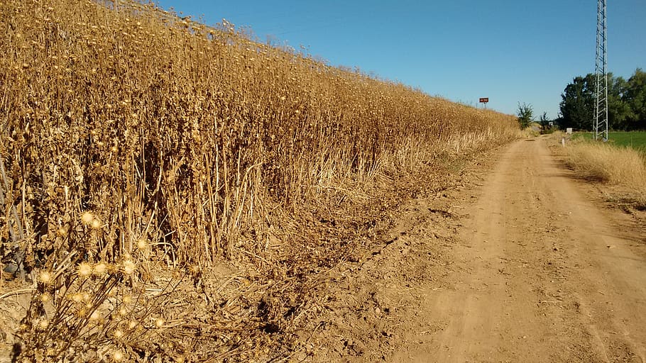 dry, fields, autumn, open air, path, direction, plant, the way forward HD wallpaper