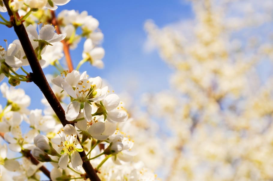 flowers, flowering, spring, summer, tree, background, nature HD wallpaper