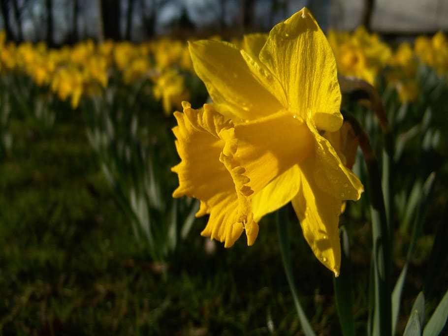 Narcissus, Daffodil, Easter, yellow, flower, plant, fragility HD wallpaper