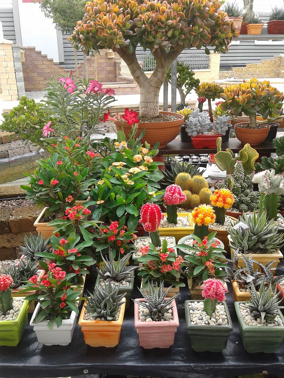 Cactus, Exhibition, Cavalcade, flower, plant, flower Pot, nature HD wallpaper