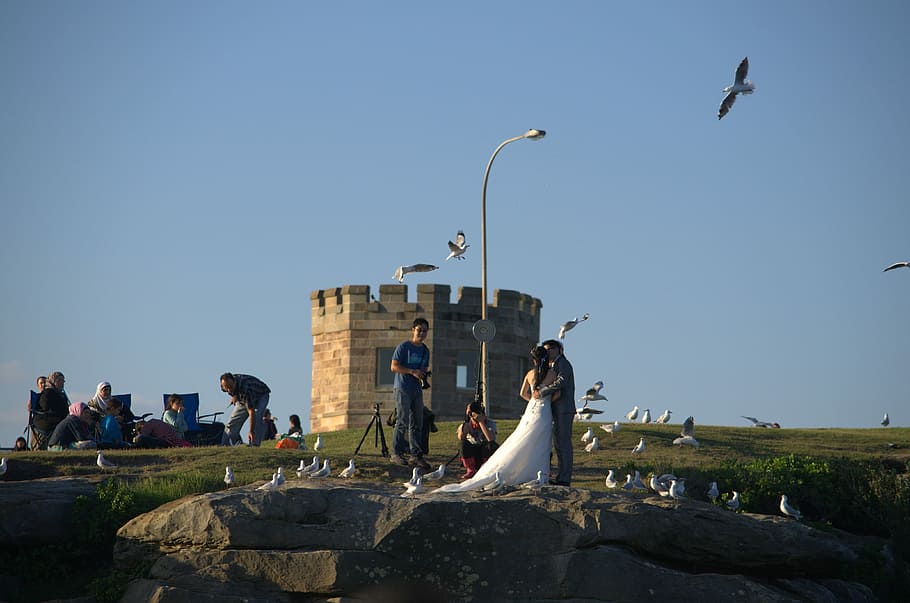 La Perouse, New South Wales, Wedding, taking photo, bird, seagull, HD wallpaper